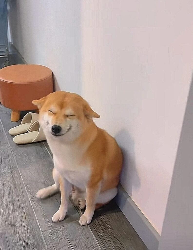 99+ meme chó cười hài hước nhất internet khiến ai cũng bật cười