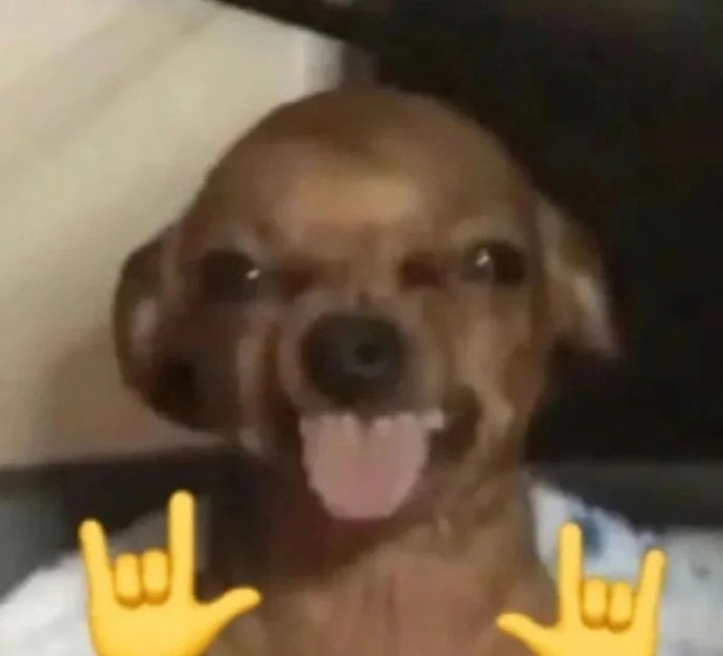 meme chó cười 25