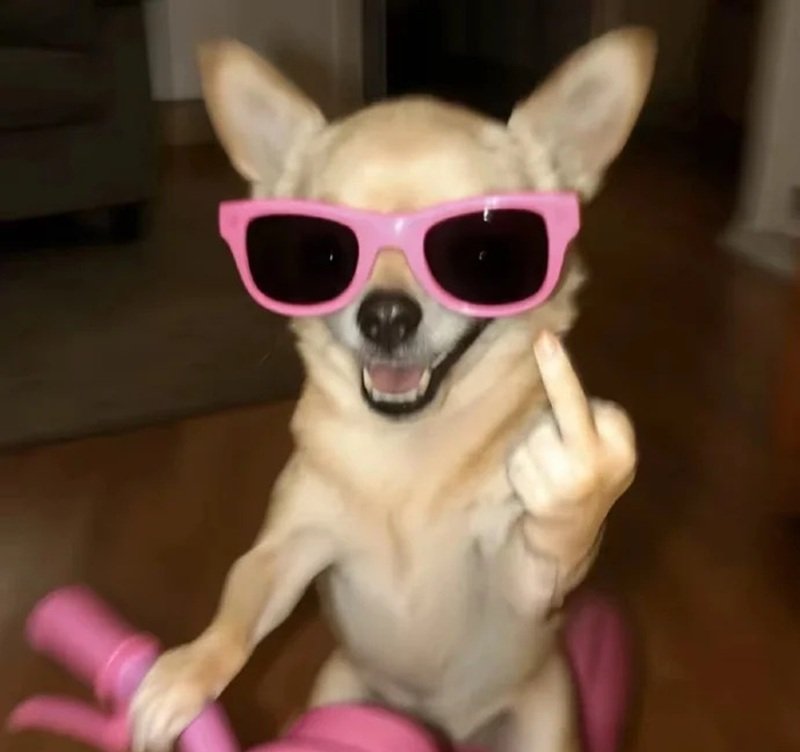 meme chó cười 26