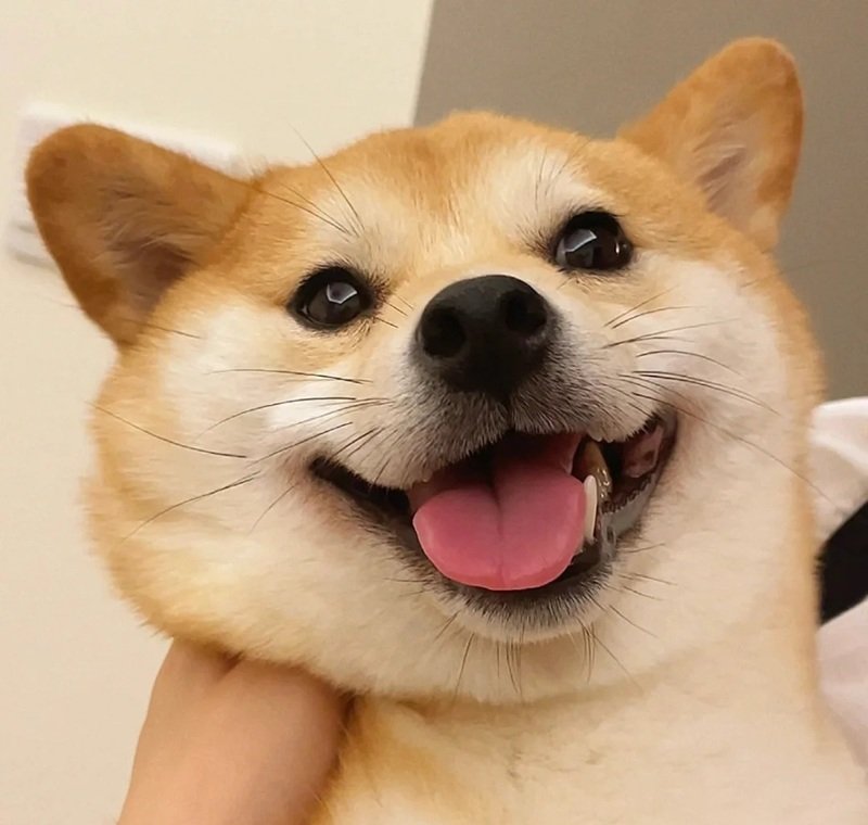 meme chó cười 27