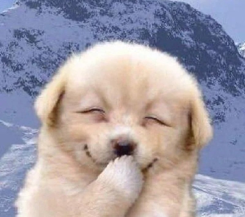 meme chó cười 28