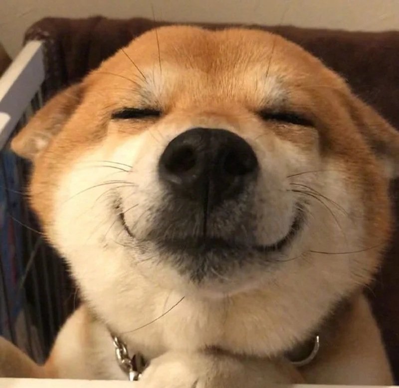 meme chó cười 29