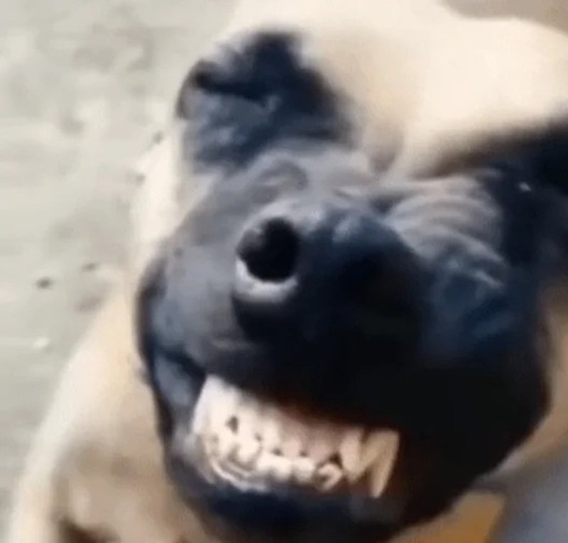 meme chó cười 32