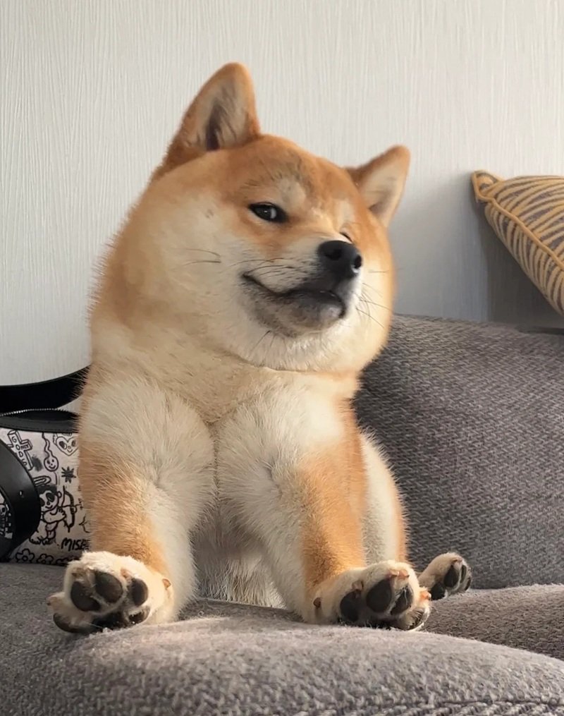 meme chó cười 33