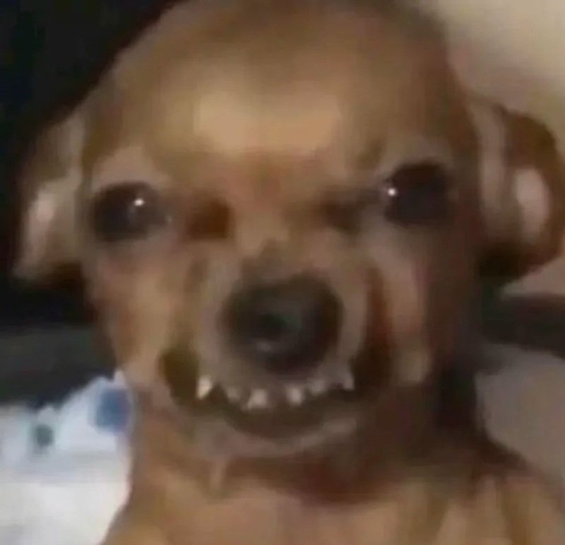 meme chó cười 34