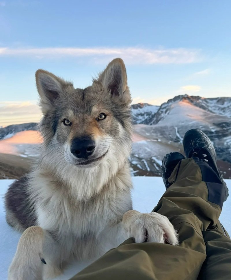 meme chó cười 35