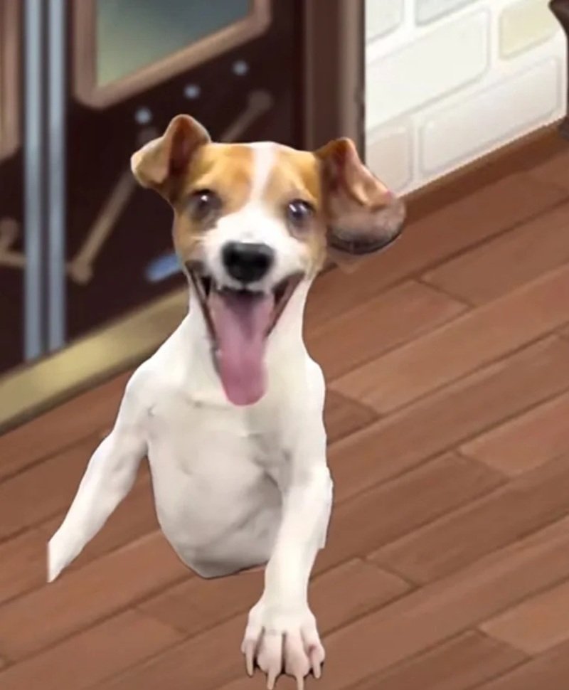 meme chó cười 36