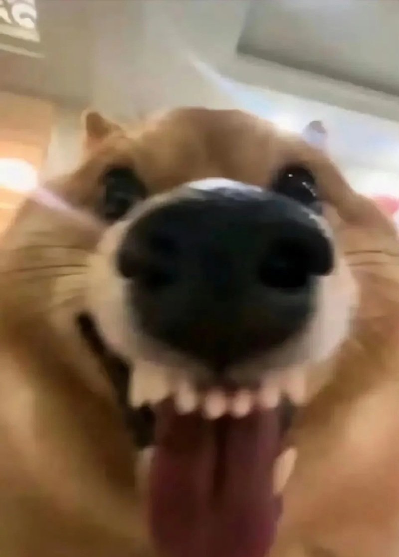 meme chó cười 37