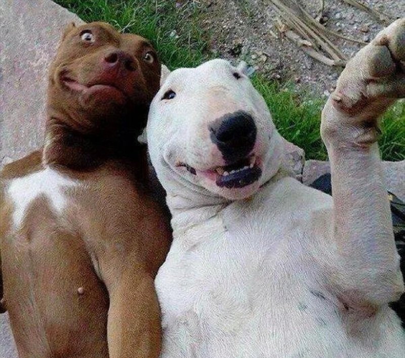 meme chó cười 38