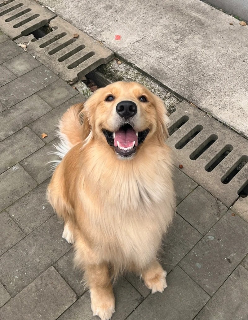 meme chó cười 39