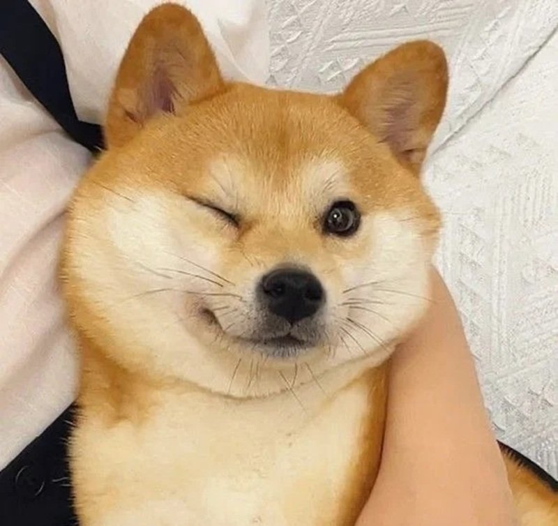 meme chó cười 40