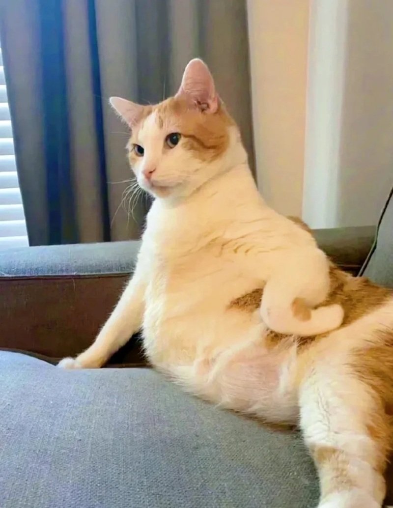 meme chống nạnh 19