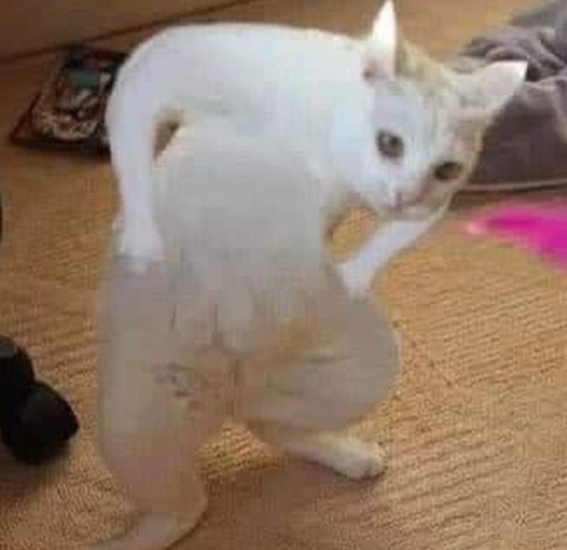 meme chống nạnh 3