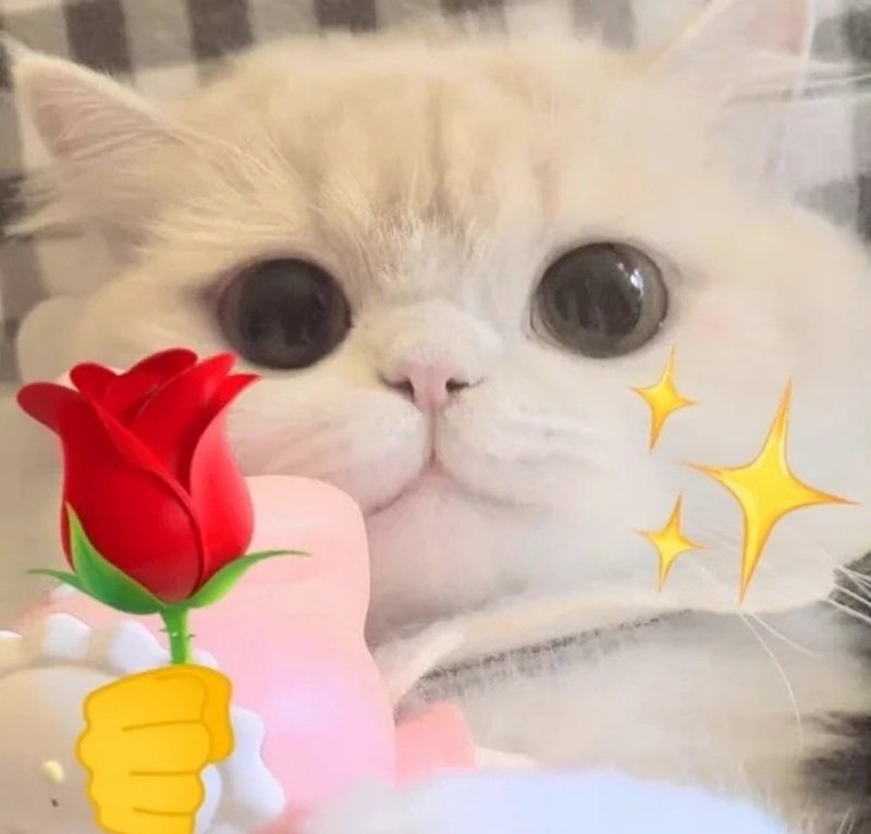 meme dễ thương 13