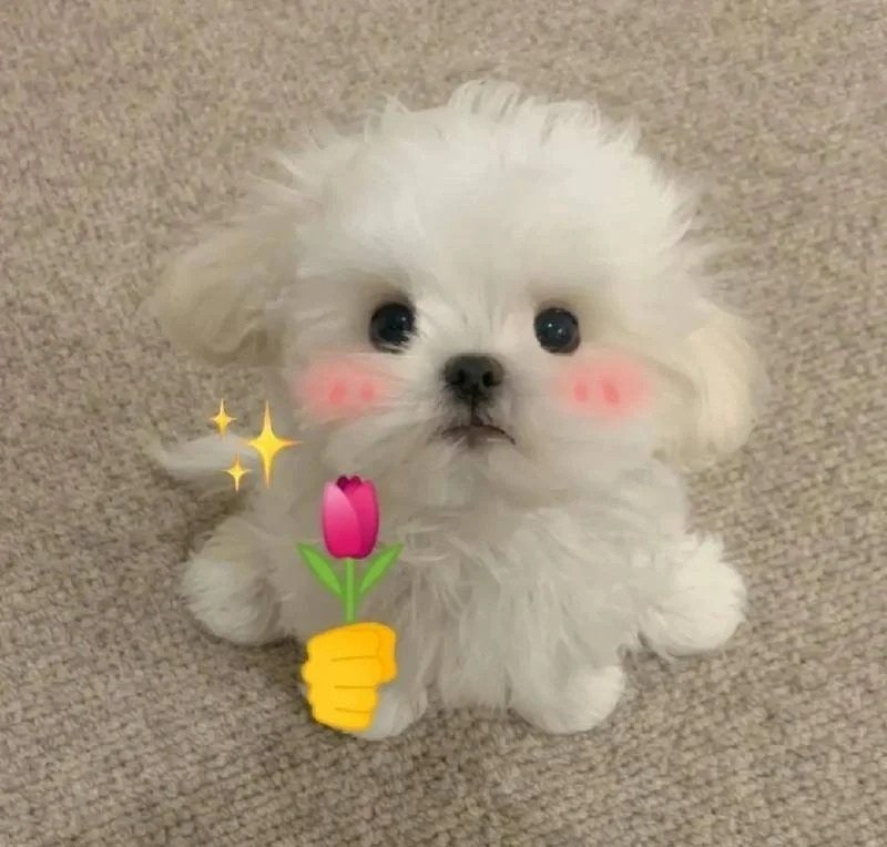 meme dễ thương 15