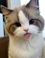 120+ Meme Lè Lưỡi Hài Hước Dùng Để Troll Bạn Bè