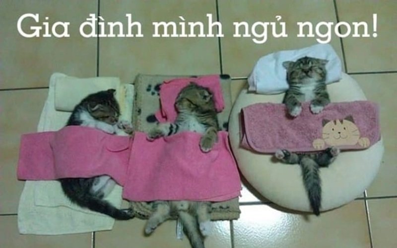 meme ngủ ngon 1