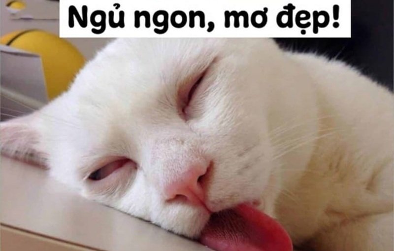 meme ngủ ngon 3