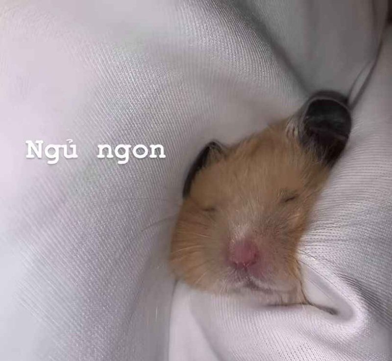meme ngủ ngon 6