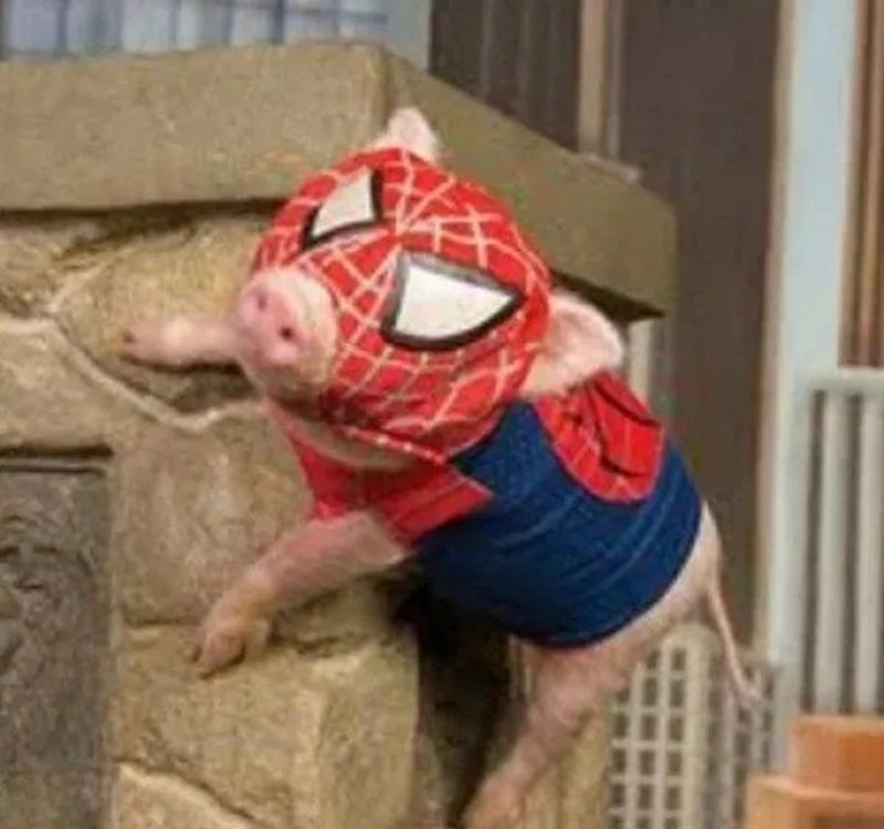 meme người nhện 43