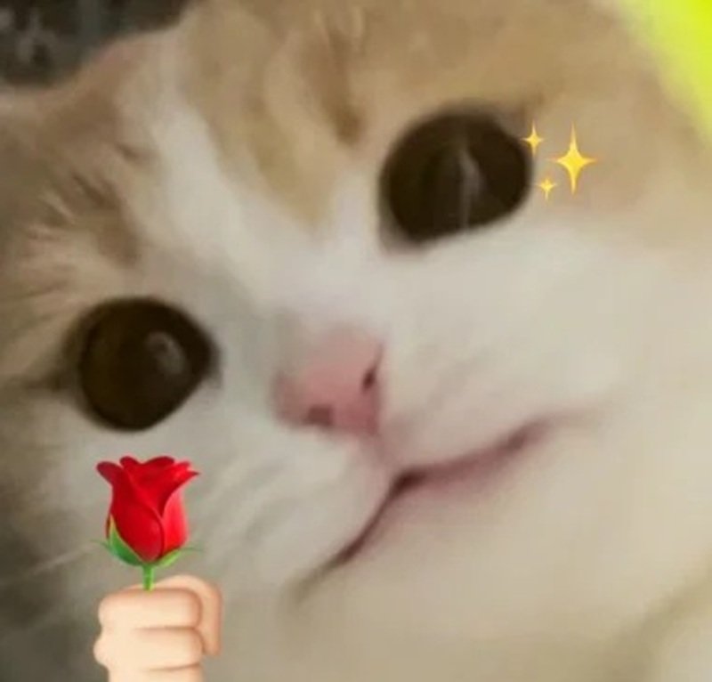 99+ meme tặng hoa cực hài khiến ai nhận cũng đổ gục