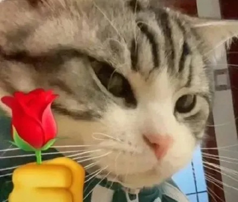 meme tặng hoa 6