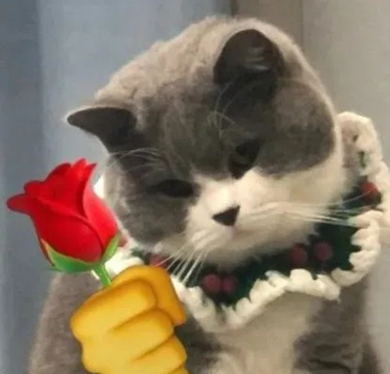 meme tặng hoa 7