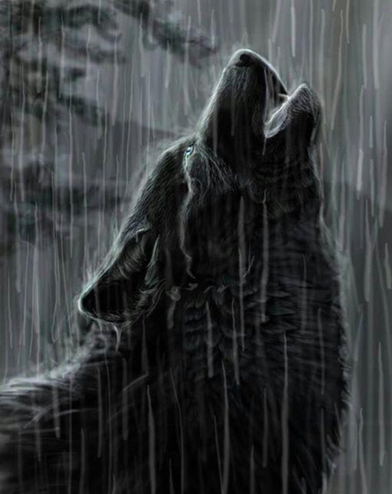 sói cô độc meme 1