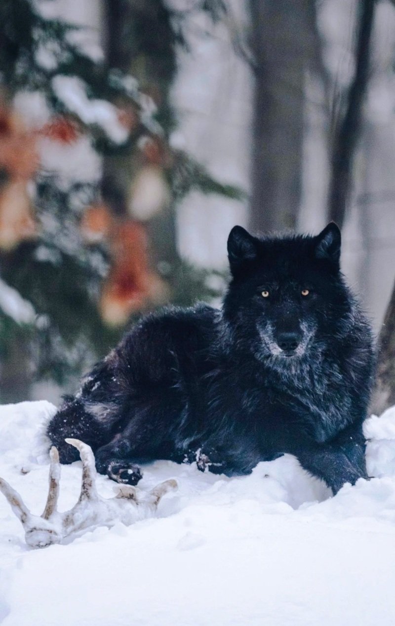 sói cô độc meme 11