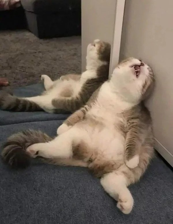 Bất lực meme với hình ảnh hài hước dễ đồng cảm