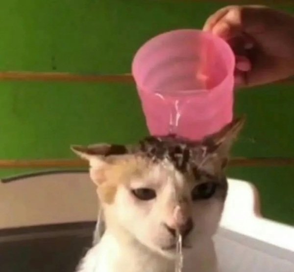 Ảnh chế vui nhộn tạo tiếng cười trong bất lực meme