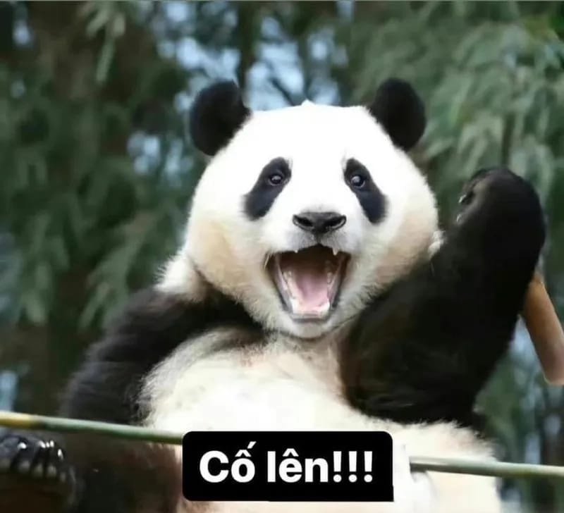biểu cảm vui nhộn trong cố lên meme cực lầy