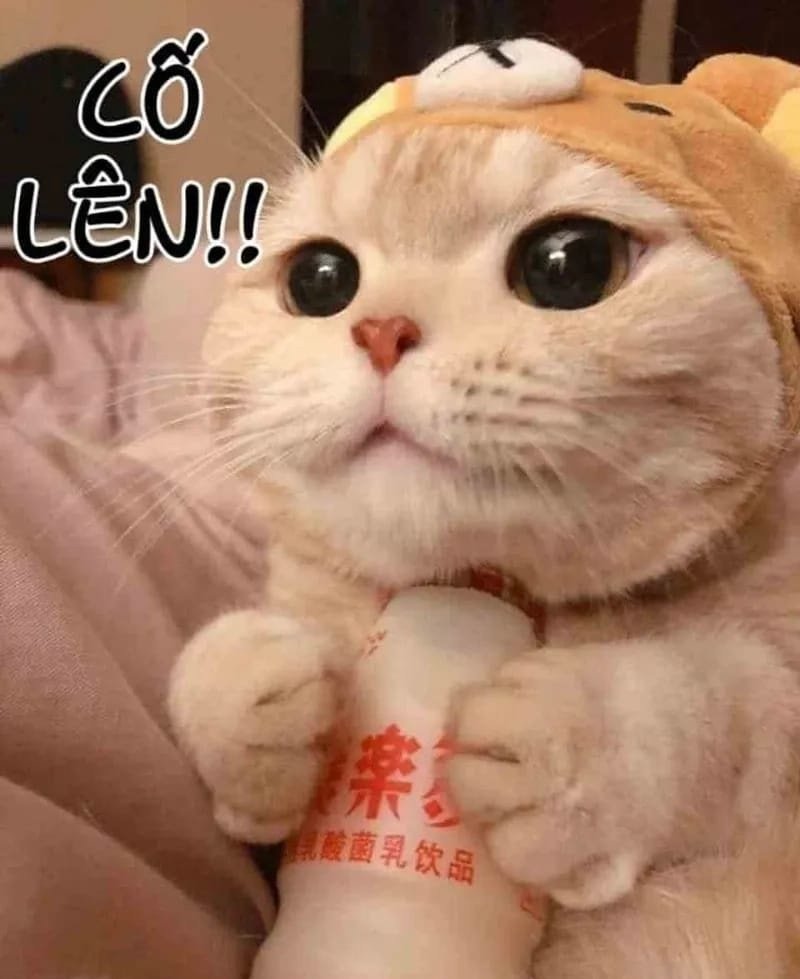 khoảnh khắc hài hước cùng cố lên meme siêu bá đạo