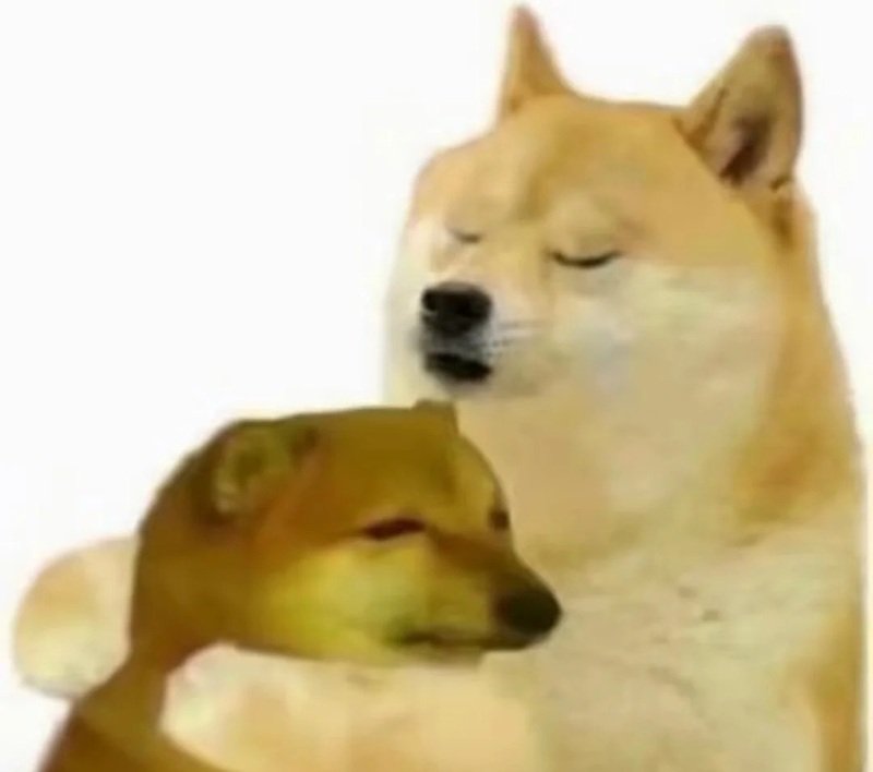 doge meme khiến người xem bật cười thích thú
