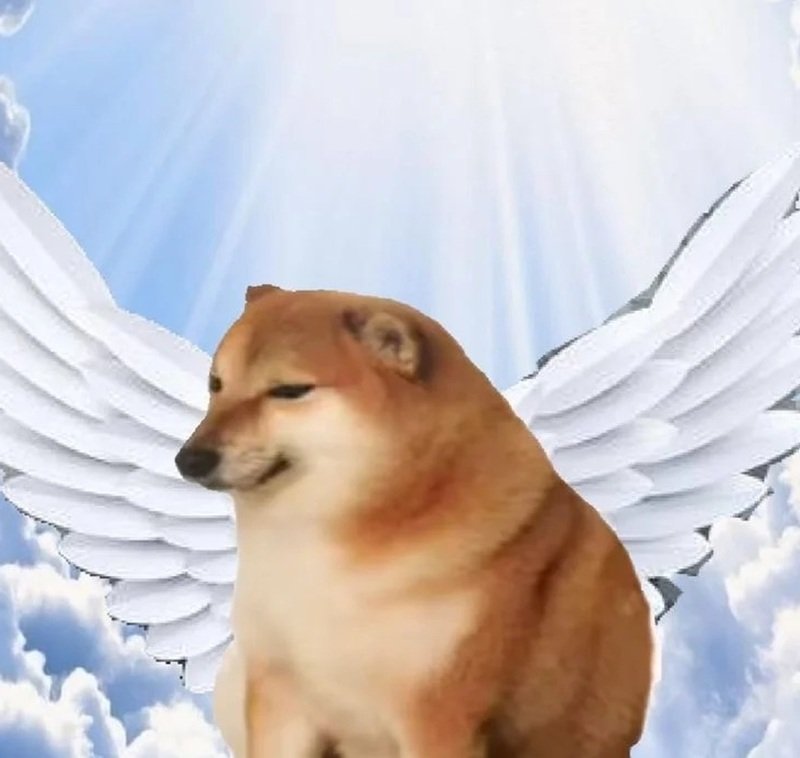 biểu cảm ngơ ngác trong doge meme cực kỳ vui nhộn