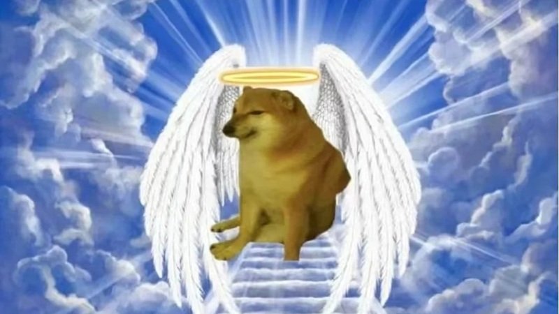 doge meme tạo cảm giác giải trí đơn giản mà vui