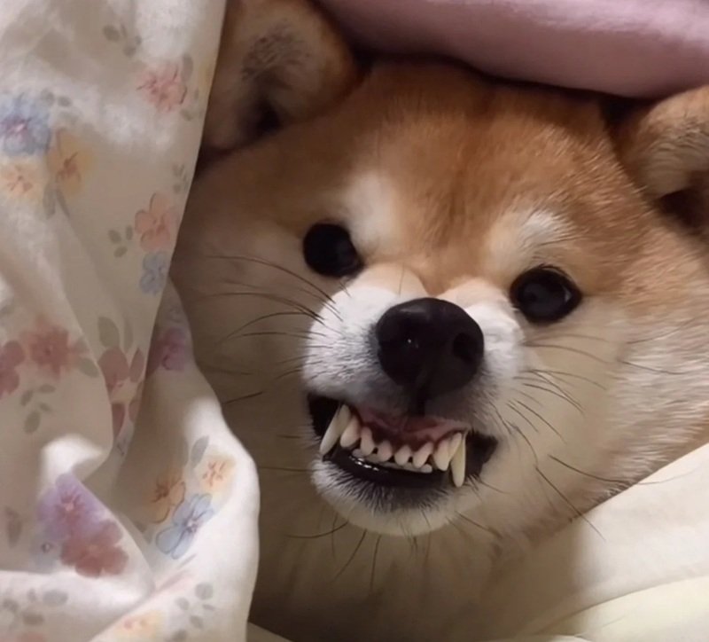 hình ảnh ngộ nghĩnh với doge meme cực chất