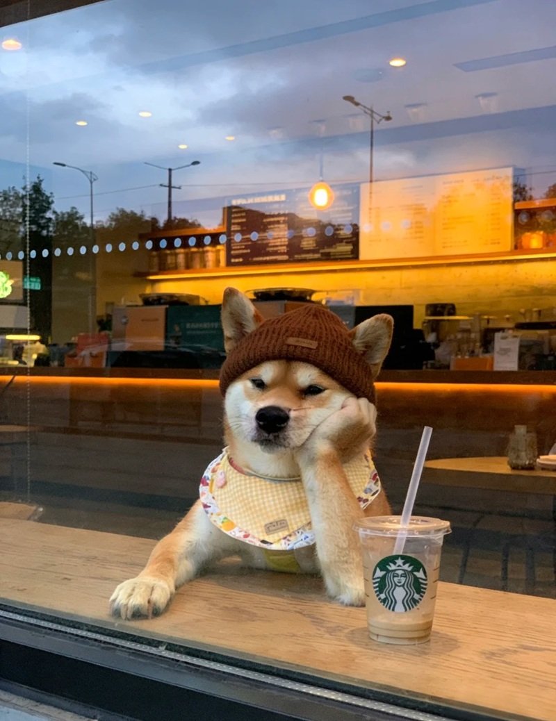 doge meme khiến người xem cảm thấy thư giãn