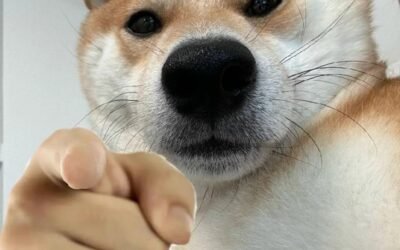 doge meme 31