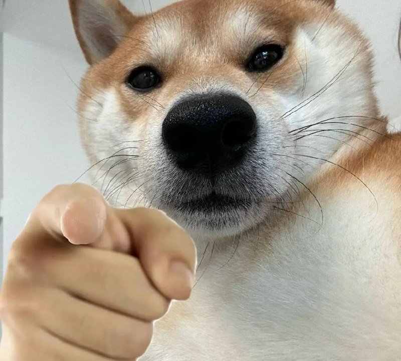 doge meme với ý tưởng đơn giản nhưng gây cười