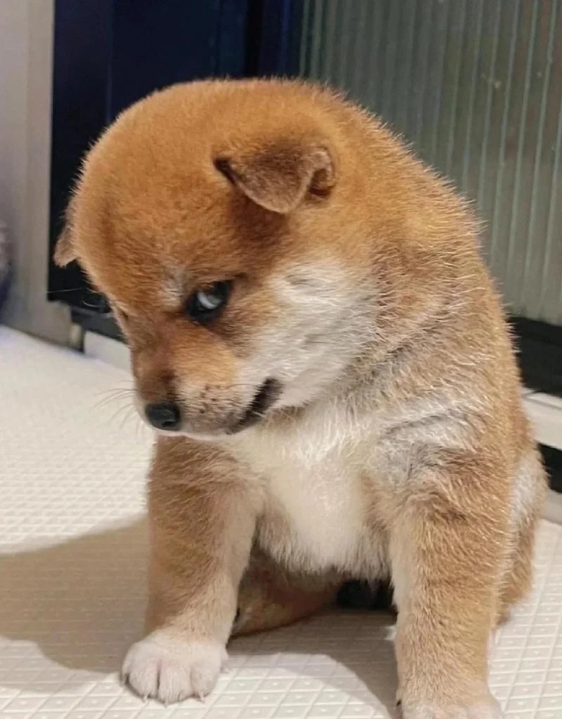 cảm giác vui tươi khi xem doge meme dễ thương
