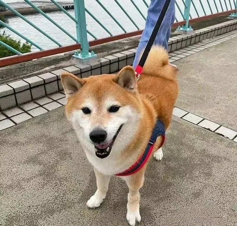 meme chú chó shiba biểu cảm ngộ nghĩnh