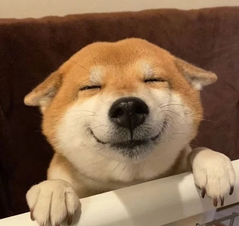 ảnh chế chó shiba vui nhộn nổi tiếng