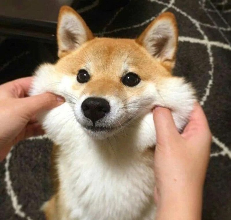 meme chó shiba cute hài hước