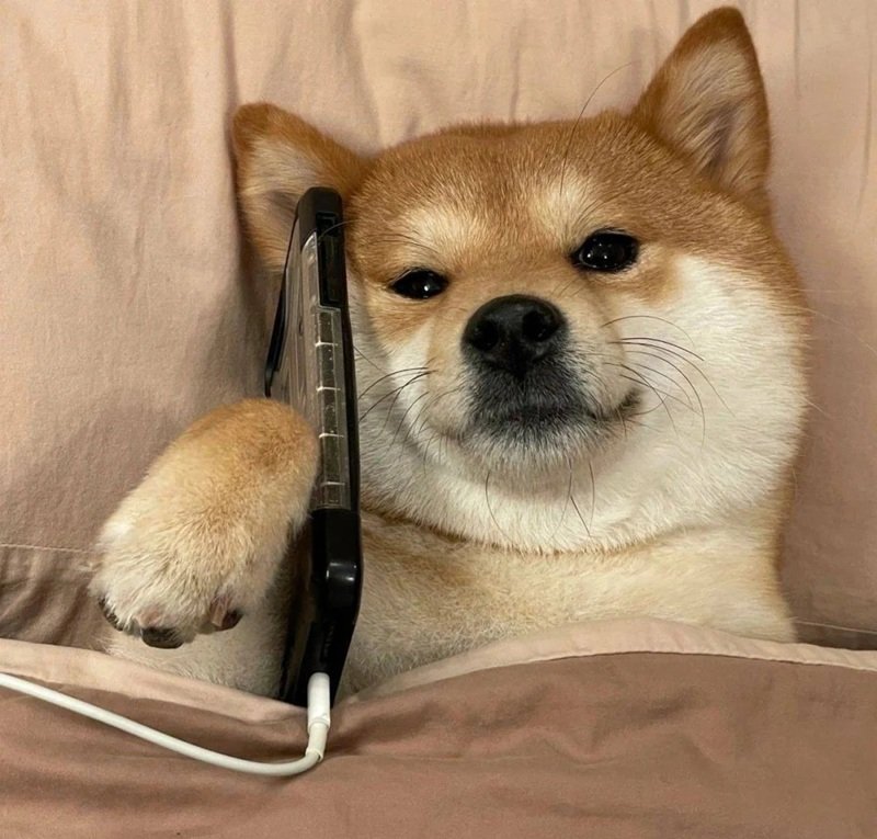 ảnh meme doge classic biểu tượng mạng