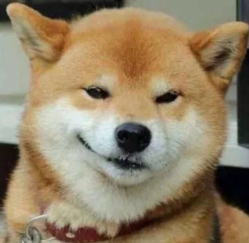 doge meme 41