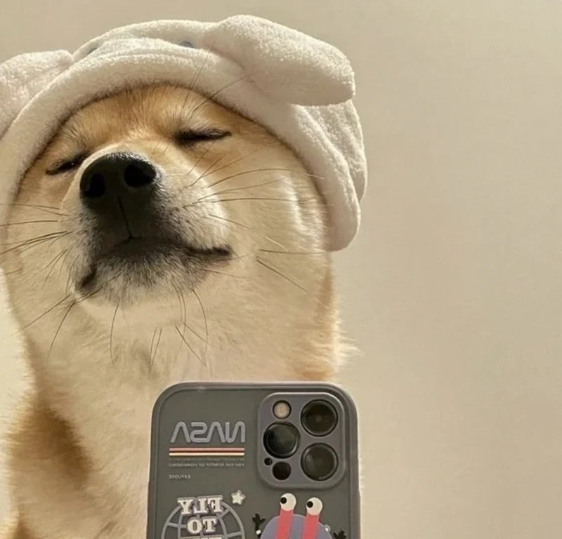 doge meme vui nhộn với chú chó shiba độc đáo