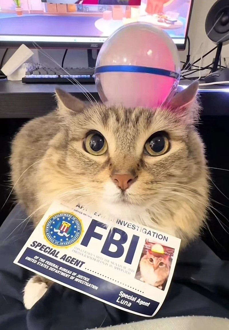 khoảnh khắc truy lùng mạng fbi meme