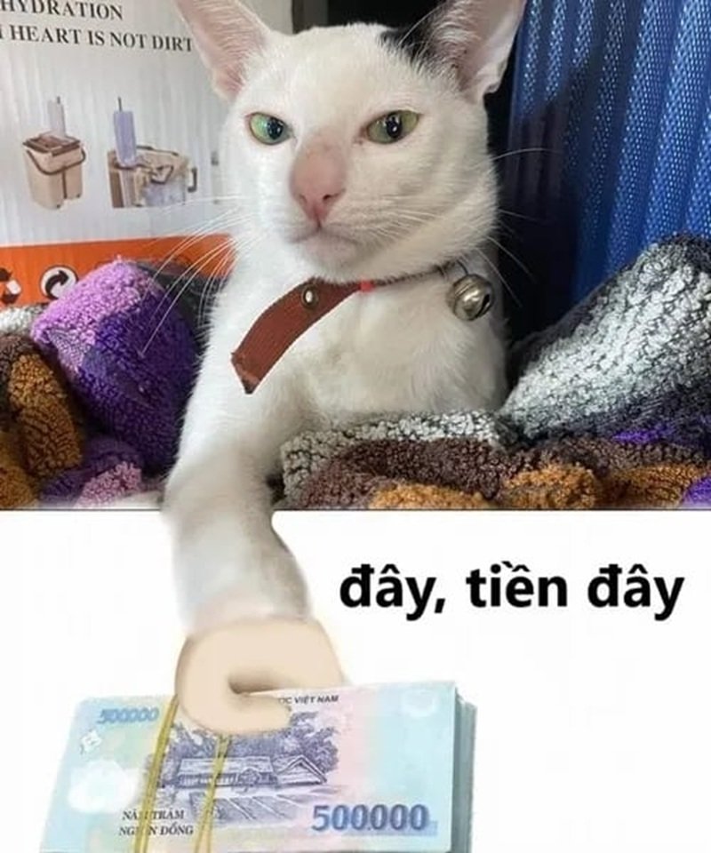 ảnh lan truyền mạng meme đưa tiền
