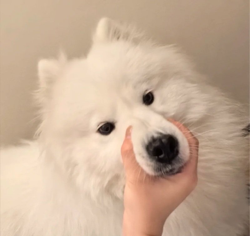 hình ảnh hài hước meme im lặng